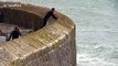 Huge waves crash over harbour wall in Cornwall drenching locals braving the rough seas