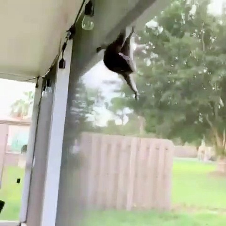 Cet écureuil se prend pour un super héros. Trop drôle !