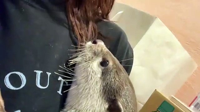 Ce bébé raton-laveur va vous faire fondre. Adorable !