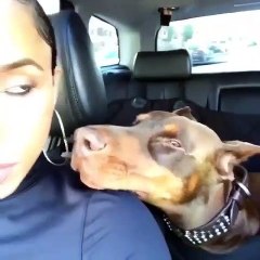 Adorable ! Cette femme et son chien sont très complices