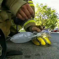 Héroïque ! Cet homme arrive à sauver un chaton de la mort !