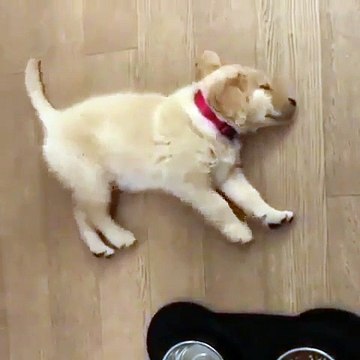 Ce mignon petit chiot va vous donner le sourire. Admirez !