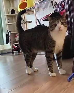 Cette chatte ne veut pas que son papa s'éloigne de lui. Trop chou !