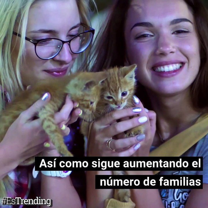 Acupuntura e hidroterapia, los tratamientos para humanos que se vuelven tendencia en mascotas