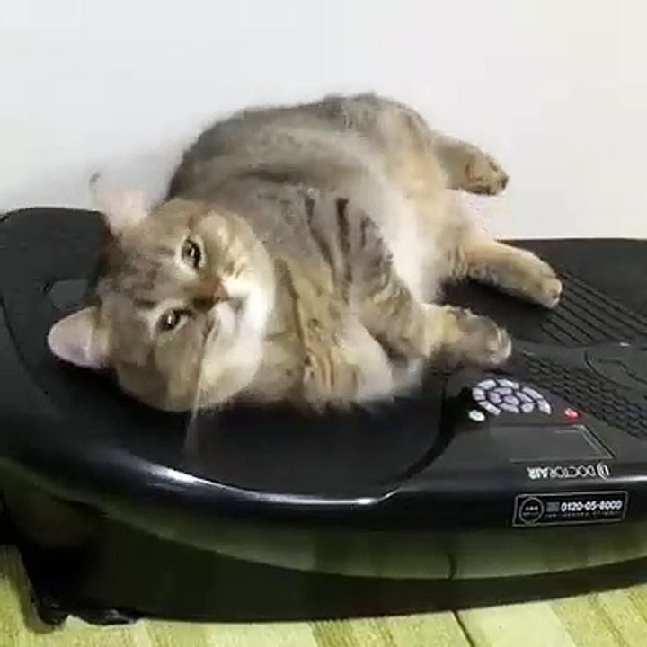 Ce gros chat fait du sport comme un grand. Trop chou !