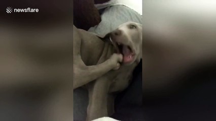 Silly puppy loves to chew on her own foot