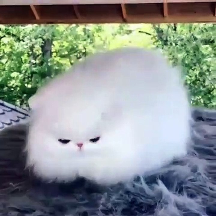 Vous allez tomber sous le charme de cette superbe chienne. Admirez !