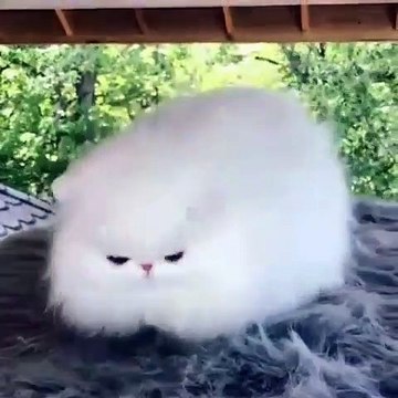 Vous allez tomber sous le charme de cette superbe chienne. Admirez !