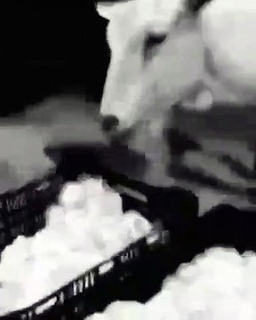 It's A Pity That These Chicks Are Eaten By Goats