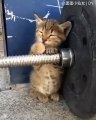 Lorsqu'un chaton se met au sport. Hilarant !