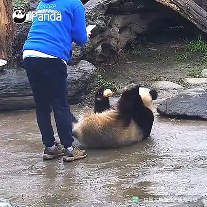 Ce panda n'accepte de faire des photos que quand il y a à manger. A voir !