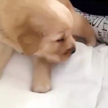 Ce chiot est trop mignon quand il vient de se réveiller. Admirez !