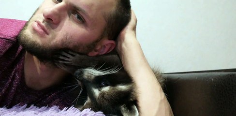 Raccoon Rubs Man's Face