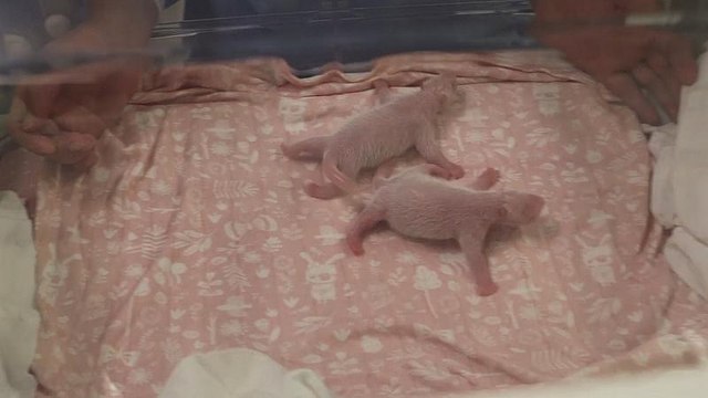 В Бельгии родились панды-близнецы