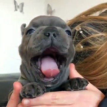 Les bâillements de ce bébé bulldog sont adorables. Essayer de ne pas sourire !