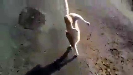 Hey Man I Can Walk Like You Guys