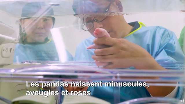 Naissance de jumeaux pandas géants en Belgique