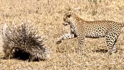 5 Apex Predators - Struggles of the Hunt - Full Documentary