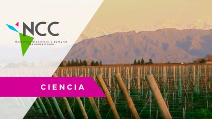 El vino de Mendoza amenazado por el cambio climático