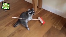 Funny Raccoons (HD) [Epic Laughs] !