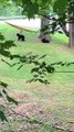 Bear Cub Has it Out with Hammock