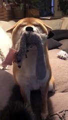 Shiba Inu Stoked Over Stuffed Animal