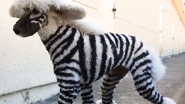 These pets are groomed to look like wild animals