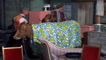 Green Acres S01E12 Lisa Has A Calf