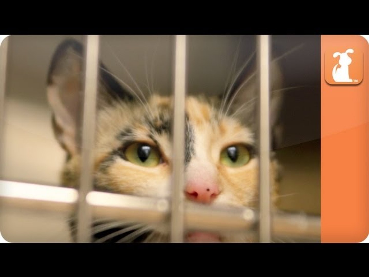 Cat Connection - Shelter Cats