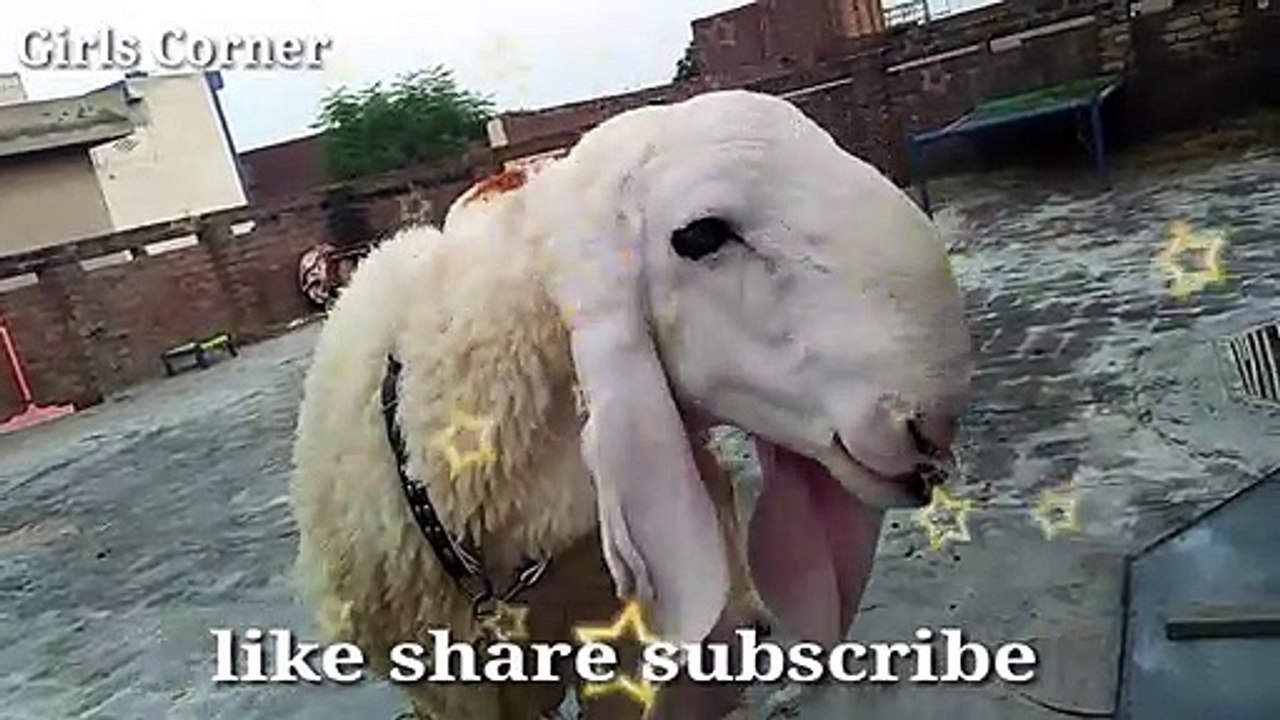 Bakra eid WhatsApp status, My kitchen Bites