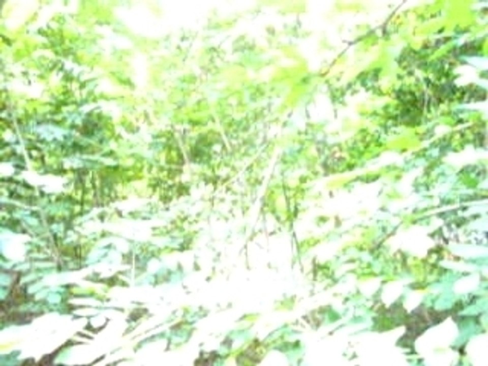 Délires dans les bois