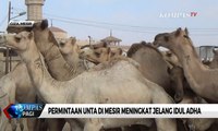 Permintaan Unta di Mesir Meningkat Jelang Idul Adha