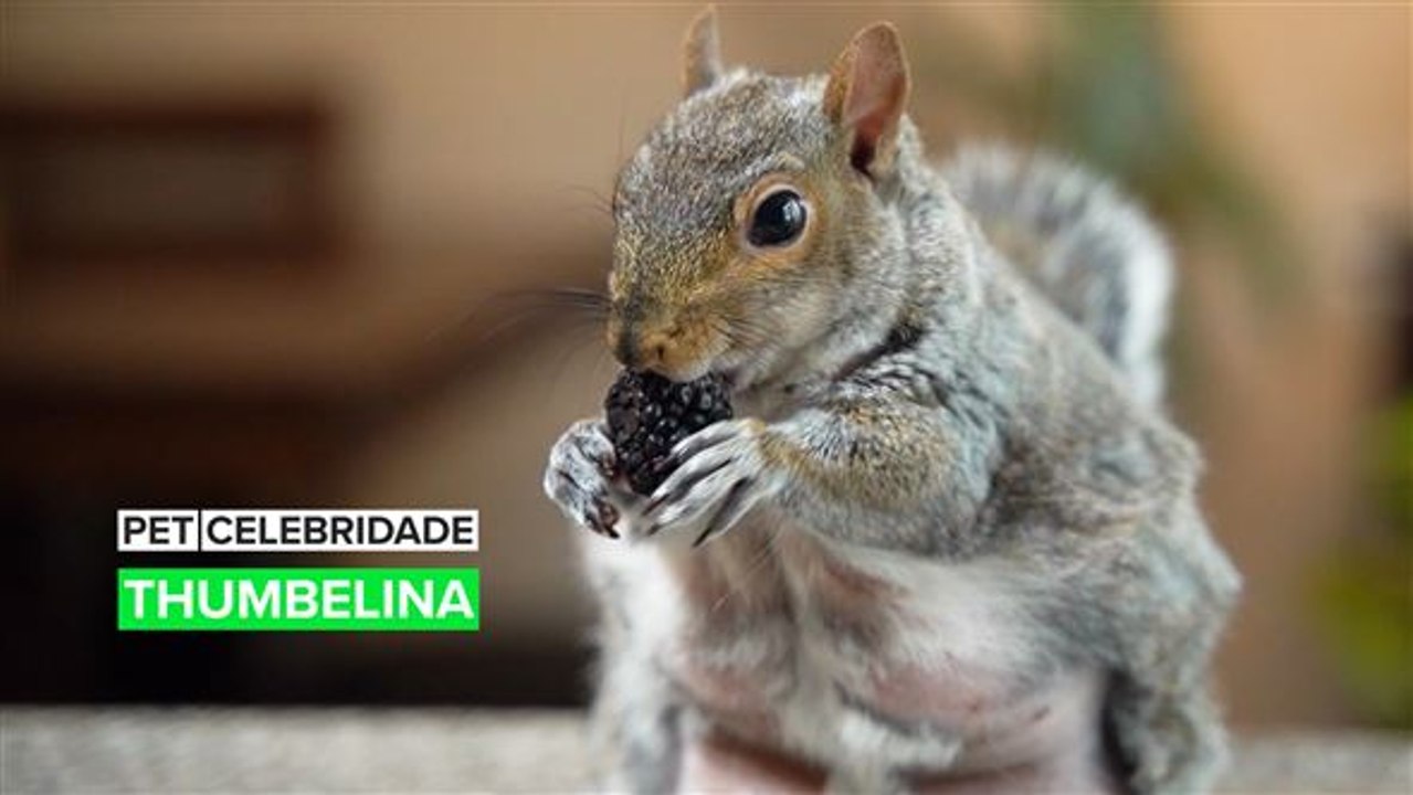 Pet Celebridade: Conheça Thumbelina