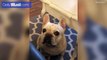 Angry French bulldog throws tantrum over Cheerios - Daily Mail Online