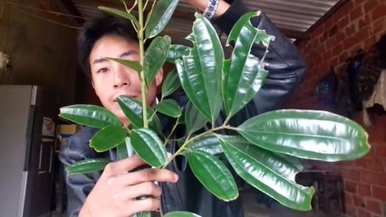 Bài thuốc dân gian chữa rắn cắn đầy đủ cho tất cả mọi