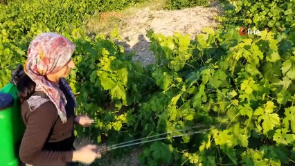 Bağ ve bahçelerinde yaptığı ilaçlamada çözüm bulamadı, doğal yöntemlerle kendi ilacını üretti