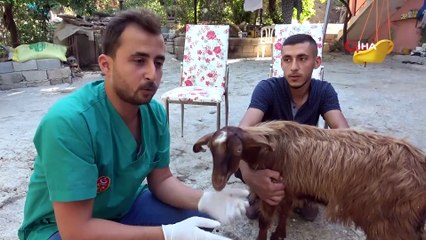 Çift cinsiyetli oğlak 'Şekernaz' görenleri şaşırtıyor