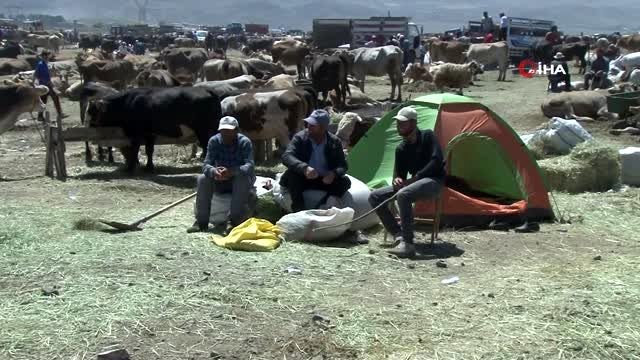 1 buçuk tonluk 'Dadaş boğa' otomobil fiyatına alıcısını bekliyor