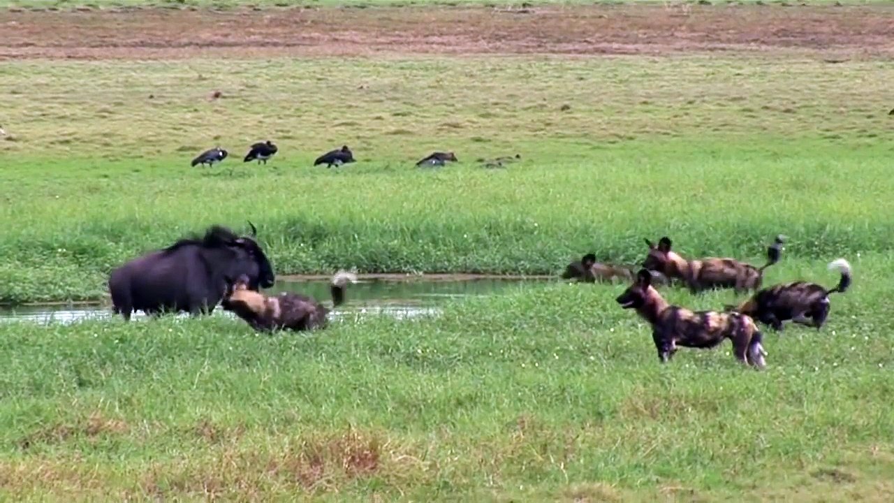 Cães selvagens atacam antilope o ñus |animals, battle, fighting