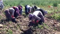 Nevşehir’de patates hasadı başladı