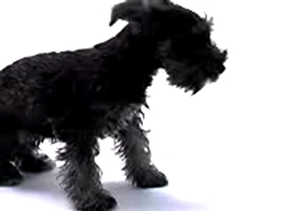 Chien