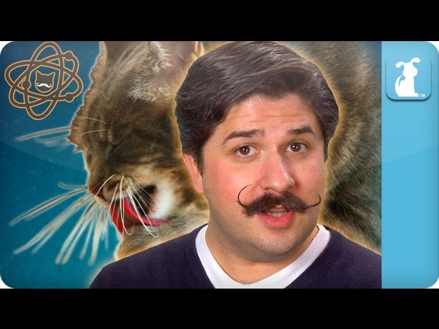 Whats Up with Whiskers – Pet Lab