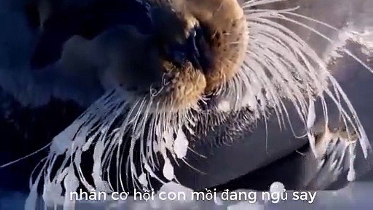 Con vật béo nhất hành tinh săn mồi điêu luyện thật vồ như chớp