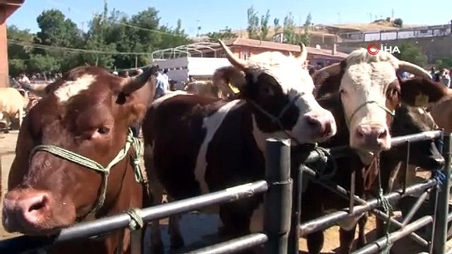 Kurban pazarında arefe günü yoğunluğu