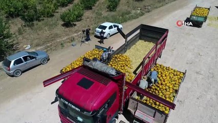 Konya Ovası'nda kavun hasadı havadan görüntülendi