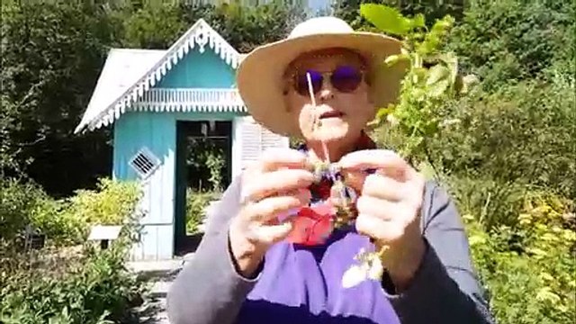 A la découverte des plantes légifères au musée des maisons comtoises