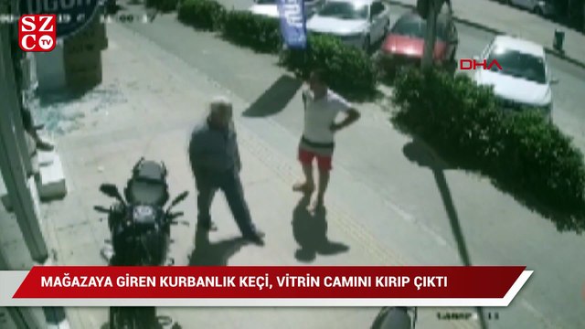 Mağazaya giren kurbanlık keçi, vitrin camını kırıp çıktı