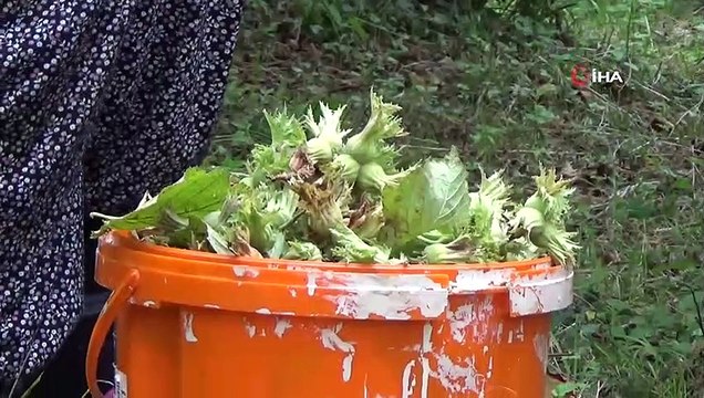 Fındık üreticileri çifte bayram yaşıyor