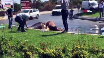Kapalı kasada taşınarak havasız kalan kurbanlık ’telef olmasın’ diye cadde ortasında kesildi
