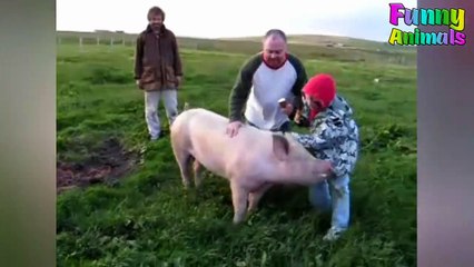 Funny People Riding Pig!Hilarious! Funniest Animals Video  Ever